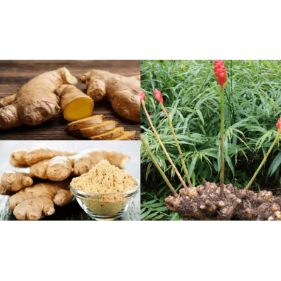 Jengibre en polvo BIO de Natura Premium - Super Alimentos Stevia Premium  Super Alimentos salud.bio