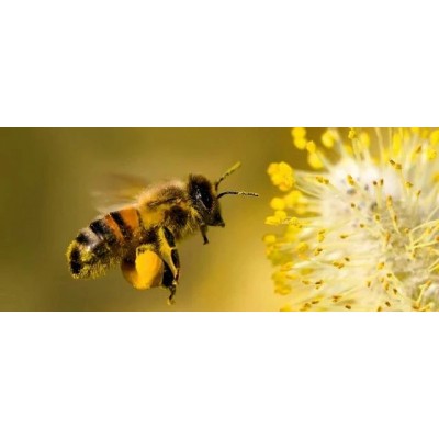 Polen Natural de 450g de la Magia del Colmenar La Magia del colmenar 8437019239138 Miel, Polen, Jalea Real, Propolis salud.bio