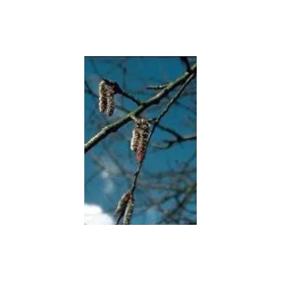 Álamo Temblón (2) ASPEN Elixir Floral Ecológico de PLANTIS (Dr. Bach) Artesania Agricola, S.A. ART-095002 Estados emocionales...