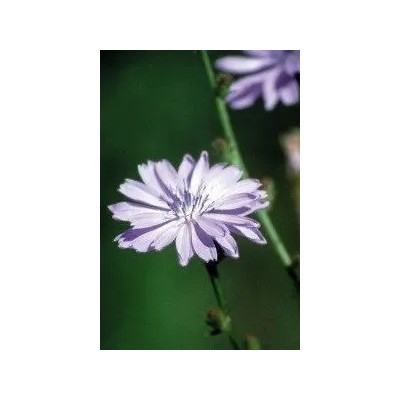 Achicoria (8) Chicory Elixir Floral Ecológico de PLANTIS (Dr. Bach) Artesania Agrícola ART-095008 Estados emocionales, ansied...