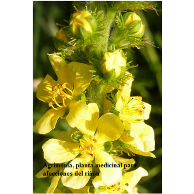 Agrimonia bolsa 50g de Soria Natural SORIA NATURAL SOR-02012 Plantas Medicinales salud.bio