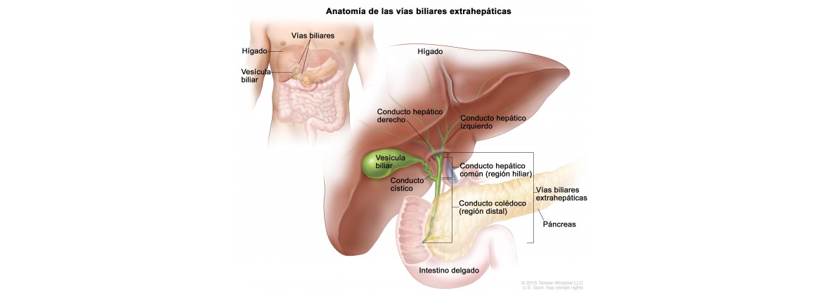 Higado y sistema hepatobiliar