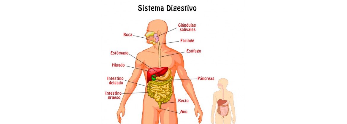 Ayudas aparato Digestivo procesos digestivos